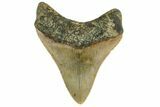 Fossil Megalodon Tooth - North Carolina #165436-1